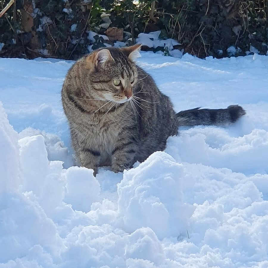 Morilles participe au concours pour gagner de l'argent avec cette photo : animal, cat, face, grove, head, kitten, land, nature, outdoors, person, pet, photography, plant, portrait, rock, snow, tree, vegetation, winter, woodland