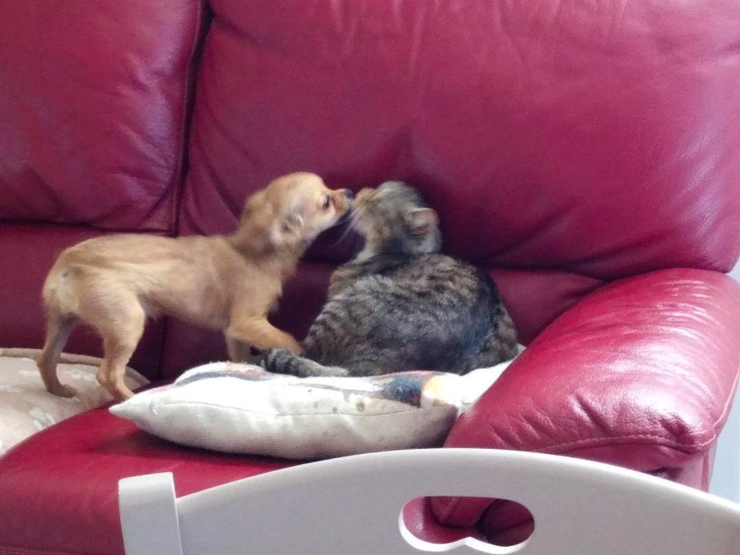 Chipie a rejoint le concours — aidez-le/la à gagner de superbes lots ! canidae, carnivore, comfort, companion_dog, couch, dog, dog_bed, dog_breed, dog_supply, drinkware, fawn, felidae, furniture, linens, mammal, pet_supply, serveware, sporting_group, tableware, toy_dog