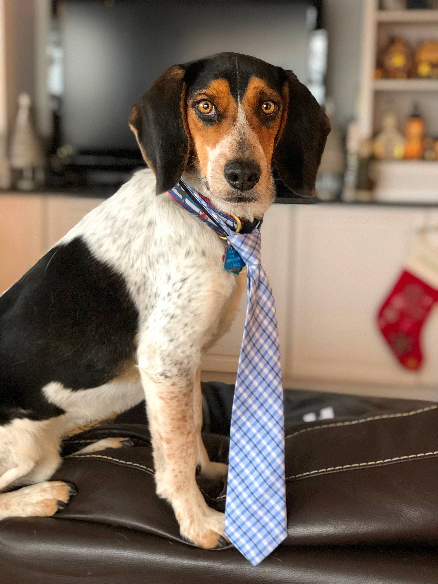 Tito joined the competition — help win amazing prizes! american_foxhound, beagle, canidae, carnivore, companion_dog, coonhound, dog, dog_breed, english_coonhound, estonian_hound, finnish_hound, halden_hound, hamiltonstovare, harrier, mammal, pocket_beagle, rare_breed_dog, snout, treeing_walker_coonhound, vertebrate