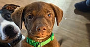 Moose joined the competition — help win amazing prizes! animal, black_and_white_fur, brown_dog, brown_fur, close_up, collar, cute, dog, floppy_ears, green_collar, home, indoors, looking_at_camera, pet, photography, portrait, puppy, spotted_dog, two_dogs, wooden_floor