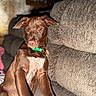 Moose is registered to the contest to win money with this photo: animal, brown_dog, collar, couch, cute, dog, floppy_ears, furniture, green_collar, home, indoors, living_room, pet, photography, portrait, puppy, short_hair, sitting, sunlight, white_chest