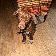 Moose is registered to the contest to win money with this photo: brown_dog, chair, colorful, cozy, dog, dog_tag, floppy_ears, green_collar, home, indoors, looking_up, ornament, pet, portrait, puppy, red_decoration, sitting, white_paws, wooden_floor, woven_fabric