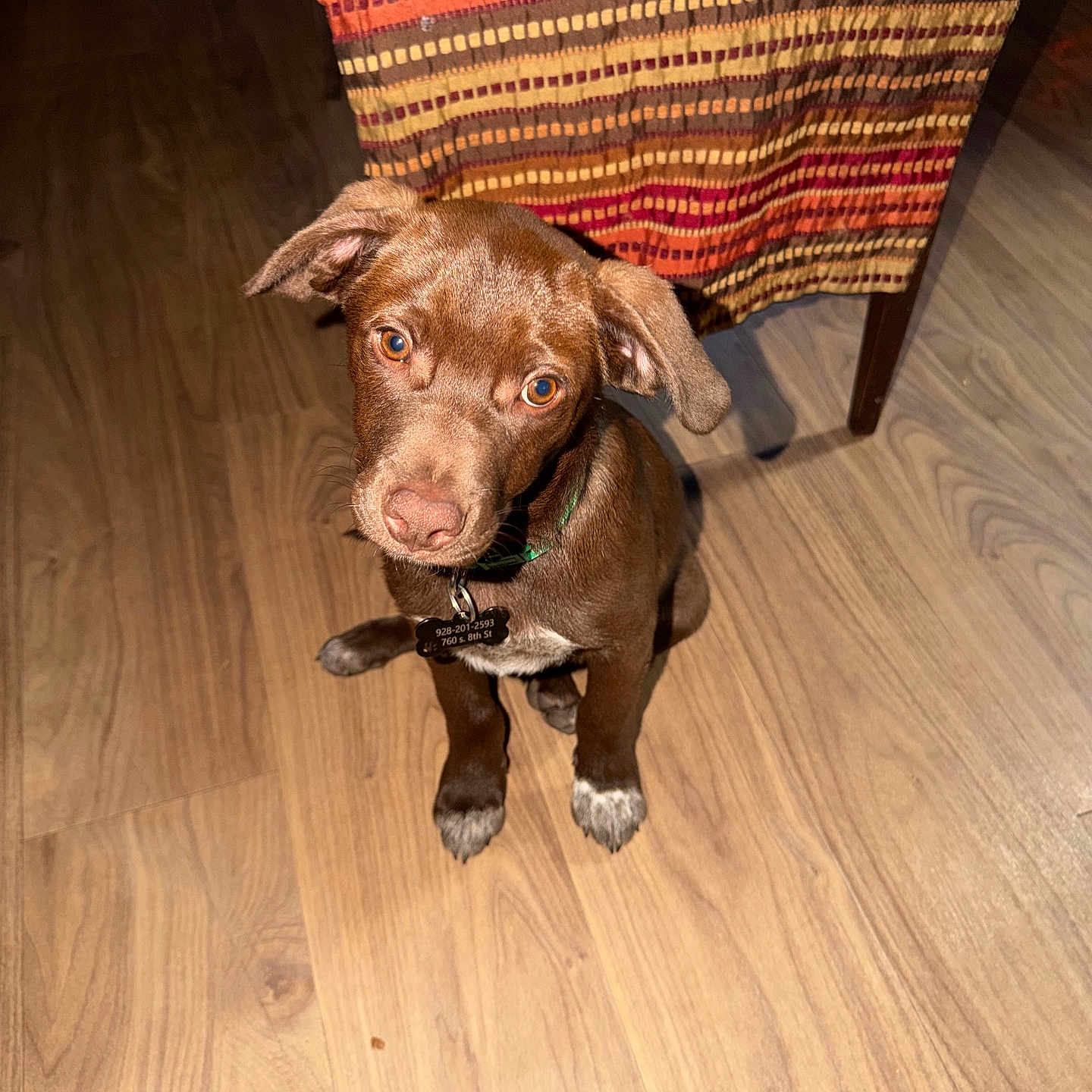 Moose