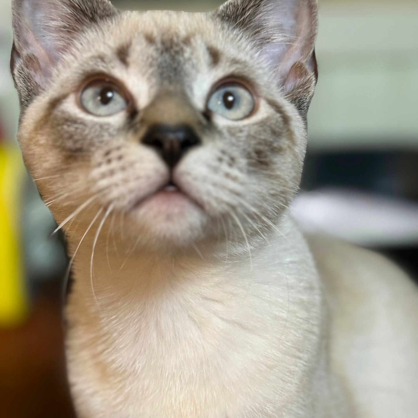Mimi