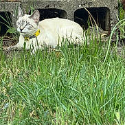 Mimi joined the competition — help win amazing prizes! cat, feline, pet, animal, outdoor, grass, garden, greenery, collar, yellow_collar, sitting, lying_down, alert, curious, whiskers, ears, eyes, concrete, wooden_fence, nature