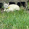 cat, feline, pet, animal, outdoor, grass, garden, greenery, collar, yellow_collar, sitting, lying_down, alert, curious, whiskers, ears, eyes, concrete, wooden_fence, nature