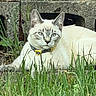 Mimi is registered to the contest to win money with this photo: cat, cream_cat, blue_eyes, animal, pet, collar, yellow_collar, outdoor, grass, garden, stone_wall, background, sitting, lying_down, portrait, close_up, fur, ears, whiskers, alert