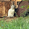 cat, animal, pet, sitting, outdoor, garden, grass, plants, leaves, wood, tree_stump, fence, rustic, collar, blue_eyes, short_hair, portrait, wildlife, nature, alert