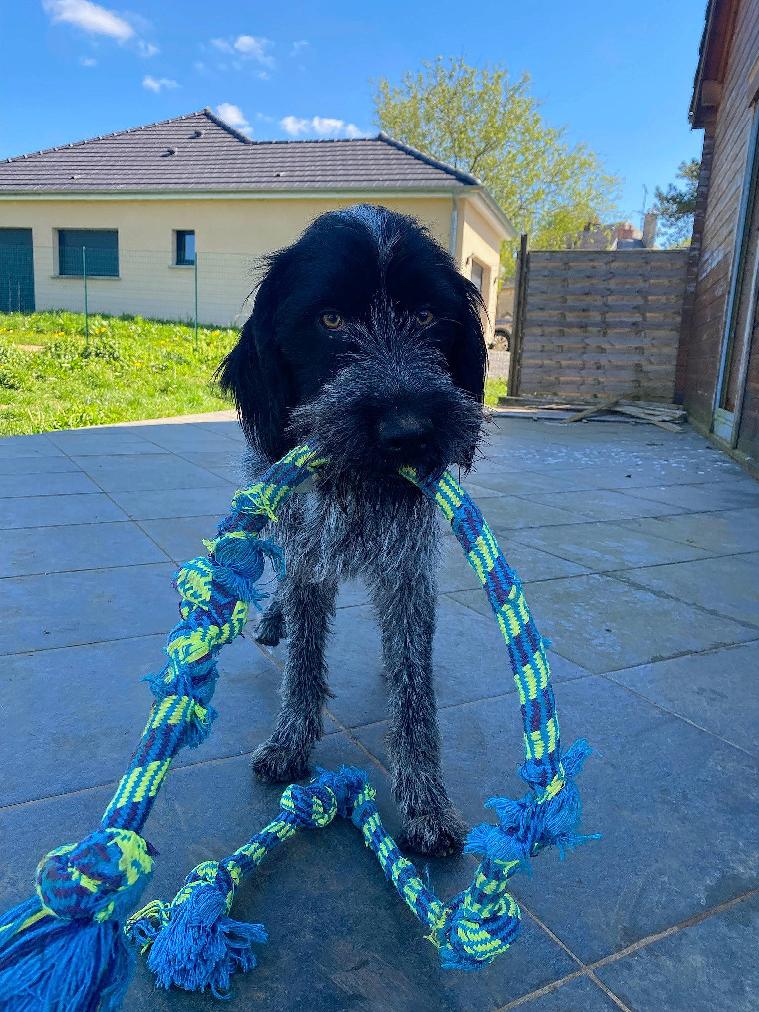 Rox a rejoint le concours — aidez-le/la à gagner de superbes lots ! blue, canidae, carnivore, cloud, collar, companion_dog, dog, dog_breed, dog_collar, dog_supply, electric_blue, plant, sky, snout, sporting_group, tail, toy_dog, water_dog, window, working_animal