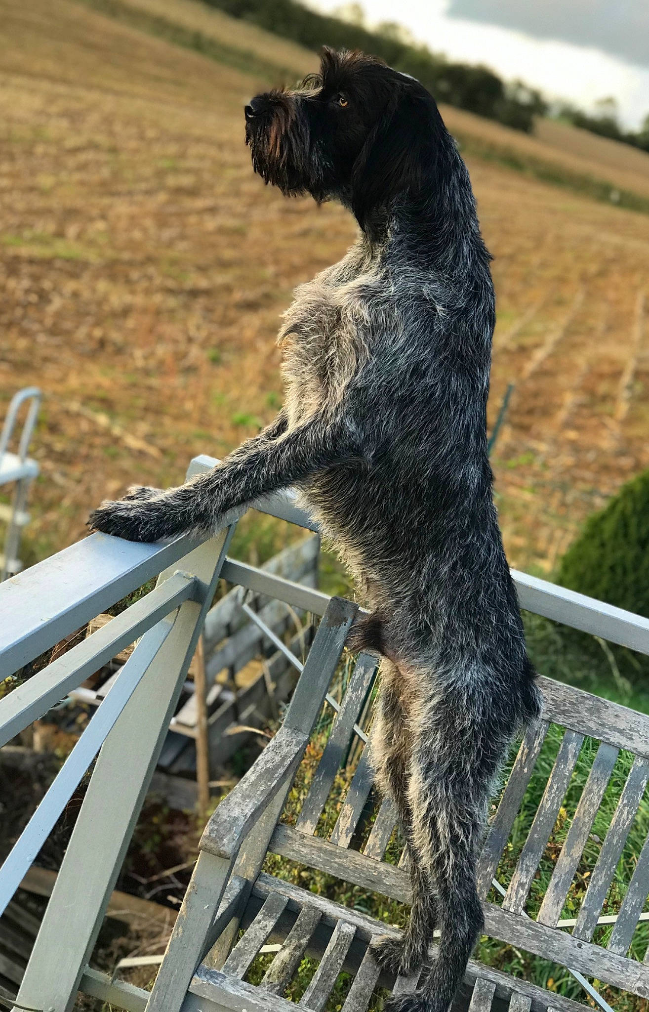 Rox participe au concours pour gagner de l'argent avec cette photo : canidae, carnivore, claw, dog, dog_breed, fur, grass, metal, plant, roof, sitting, snout, sporting_group, tail, terrestrial_animal, wildlife, wood