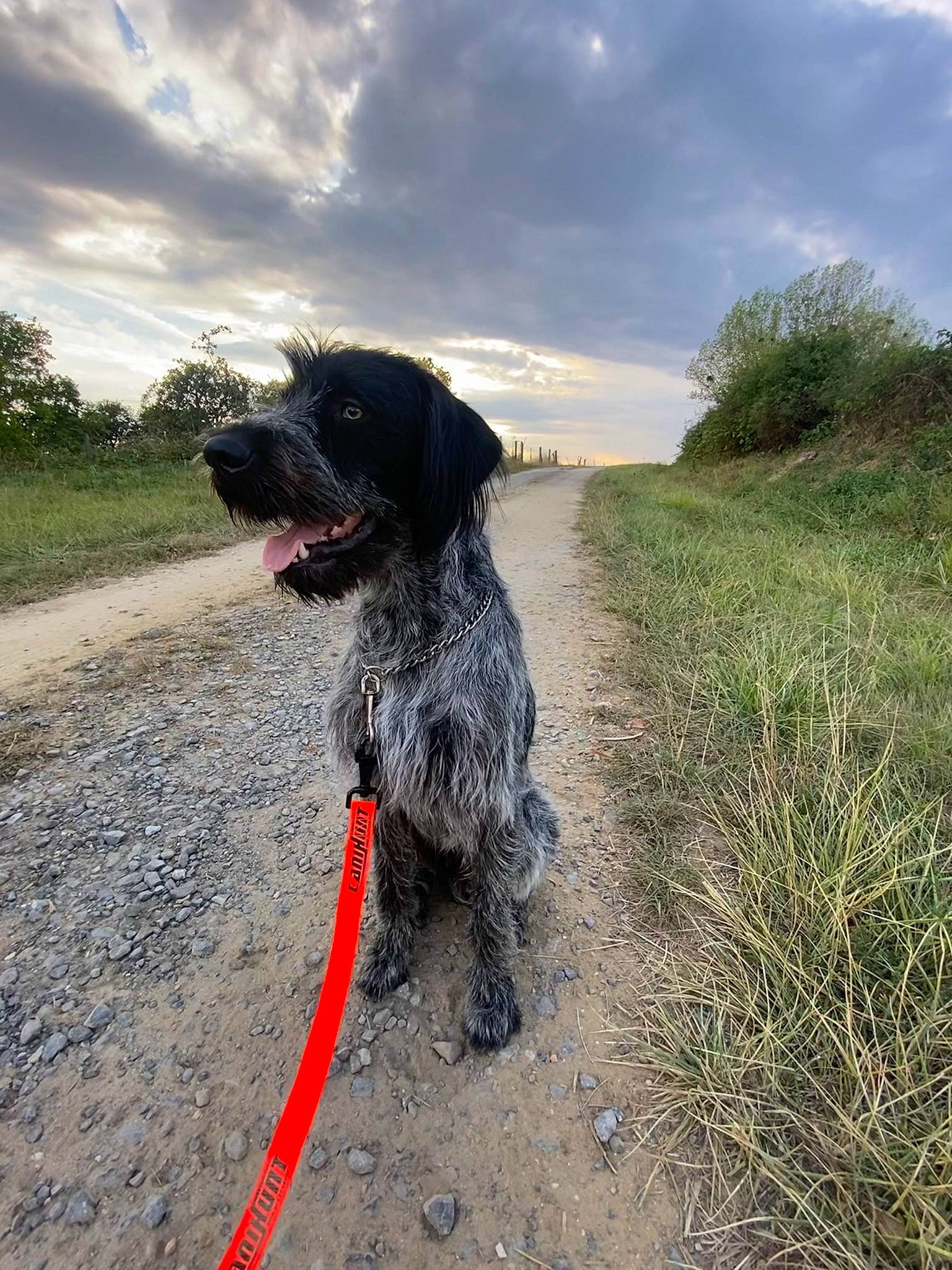 Rox a rejoint le concours — aidez-le/la à gagner de superbes lots ! carnivore, cloud, collar, companion_dog, dog, dog_breed, dog_collar, grass, gun_dog, leash, old_danish_pointer, plant, pointing_breed, sky, soil, sporting_group, tail, tree, water_dog, working_animal