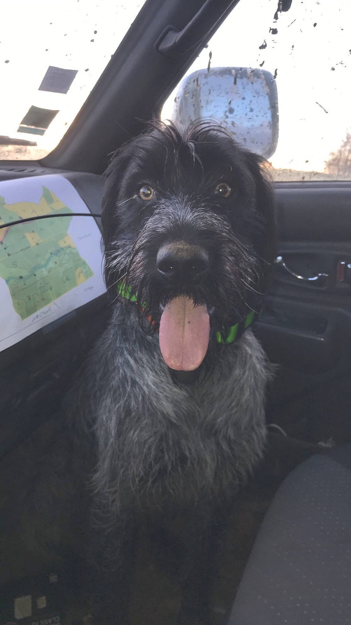 Rox participe au concours pour gagner de l'argent avec cette photo : automotive_tire, automotive_window_part, canidae, carnivore, companion_dog, dog, dog_breed, dog_collar, fang, fur, luxury_vehicle, motor_vehicle, snout, sporting_group, vehicle_door, water_dog, windshield, working_animal, working_dog