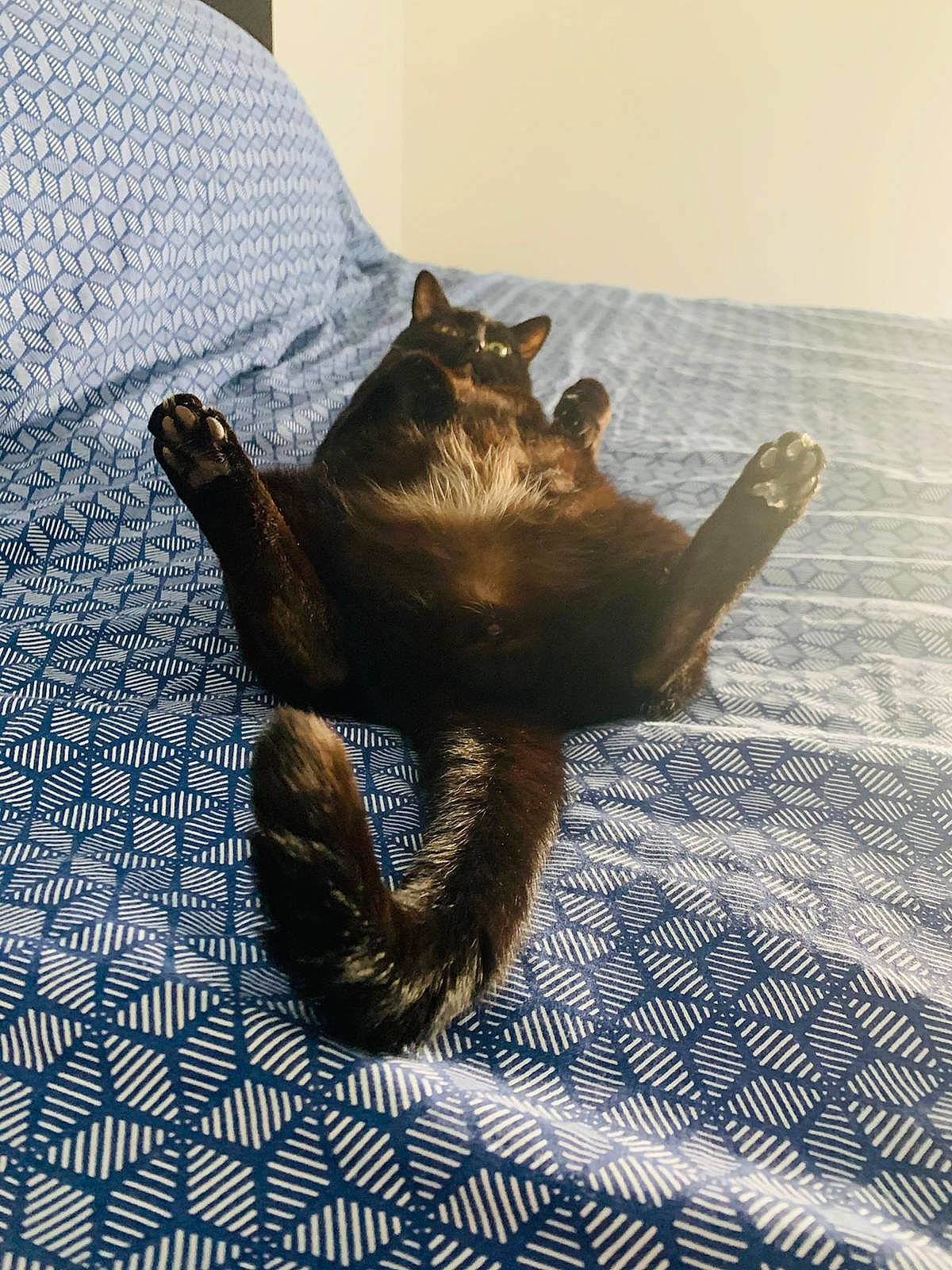 Gary participe au concours pour gagner de l'argent avec cette photo : bat, comfort, fawn, felidae, flooring, foot, fur, grey, hardwood, human_leg, liver, metal, pattern, paw, reptile, tail, terrestrial_animal, textile, turtle, wood