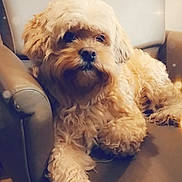 Fancy joined the competition — help win amazing prizes! dog, pet, armchair, chair, fluffy_fur, curly_fur, brown_fur, front_paw, face, nose, eyes, indoor, cozy, relaxed, portrait, sitting, bokeh, soft_lighting, furniture, home