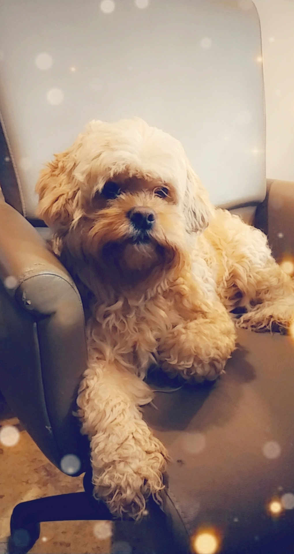 Fancy joined the competition — help win amazing prizes! dog, pet, armchair, chair, fluffy_fur, curly_fur, brown_fur, front_paw, face, nose, eyes, indoor, cozy, relaxed, portrait, sitting, bokeh, soft_lighting, furniture, home