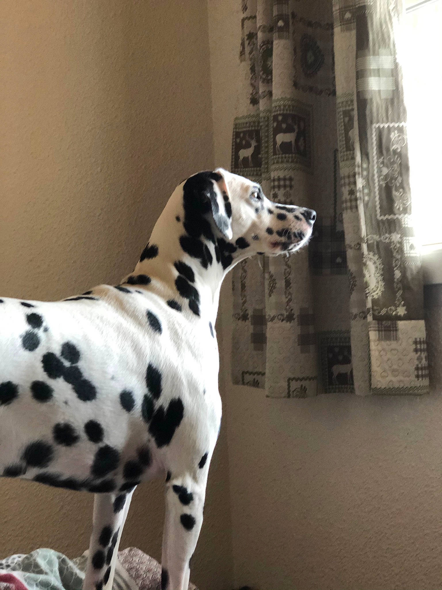 Pippa participe au concours pour gagner de l'argent avec cette photo : canidae, carnivore, companion_dog, dalmatian, dog, dog_breed, dog_collar, dog_supply, door, fawn, metal, non_sporting_group, pattern, snout, sporting_group, tail, terrestrial_animal, whiskers, working_animal, working_dog