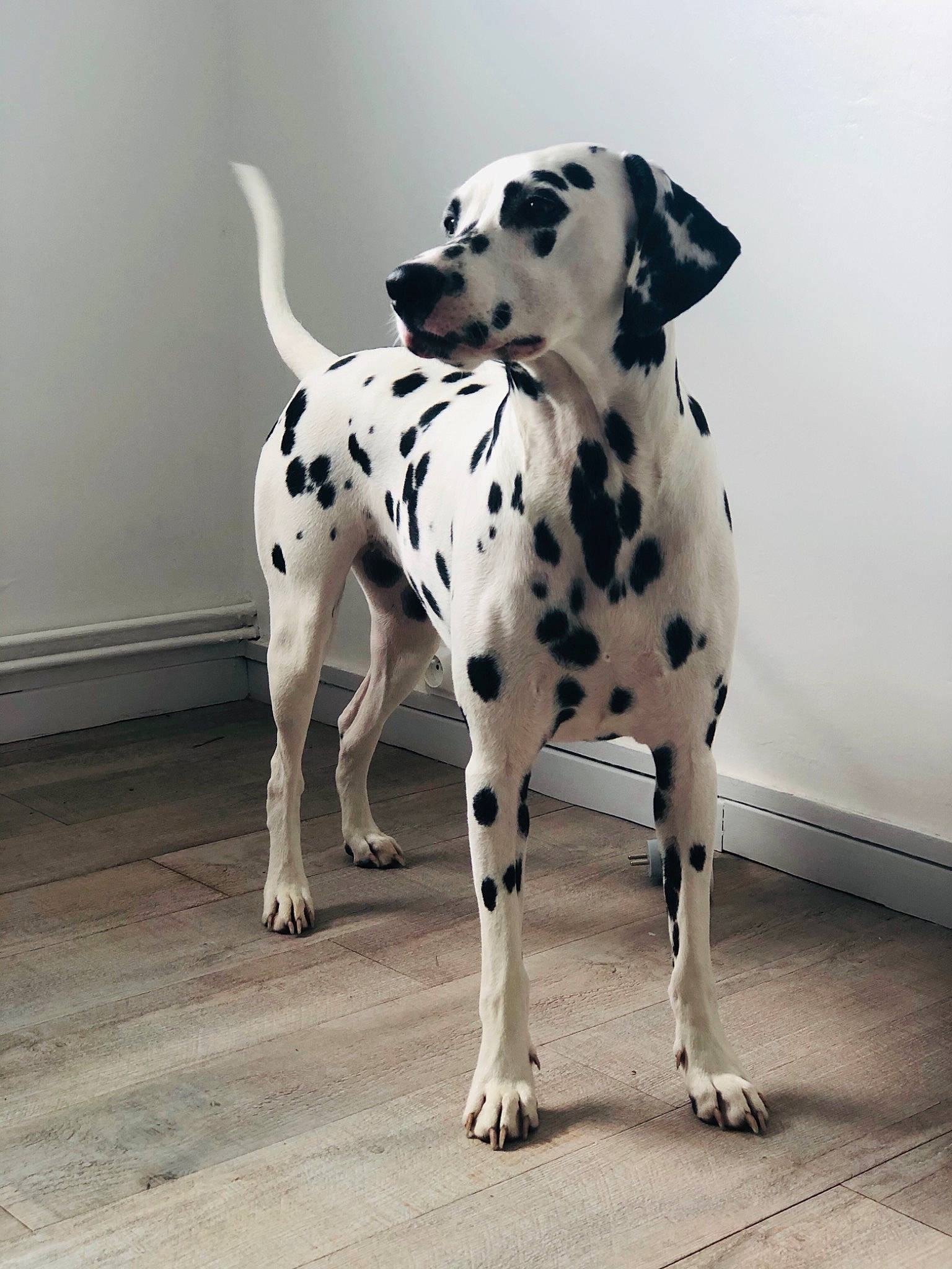 Pippa participe au concours pour gagner de l'argent avec cette photo : balance, canidae, carnivore, companion_dog, dalmatian, dog, dog_breed, fawn, flooring, foot, hunting_dog, non_sporting_group, pattern, paw, pet_supply, snout, sporting_group, tail, working_animal, working_dog