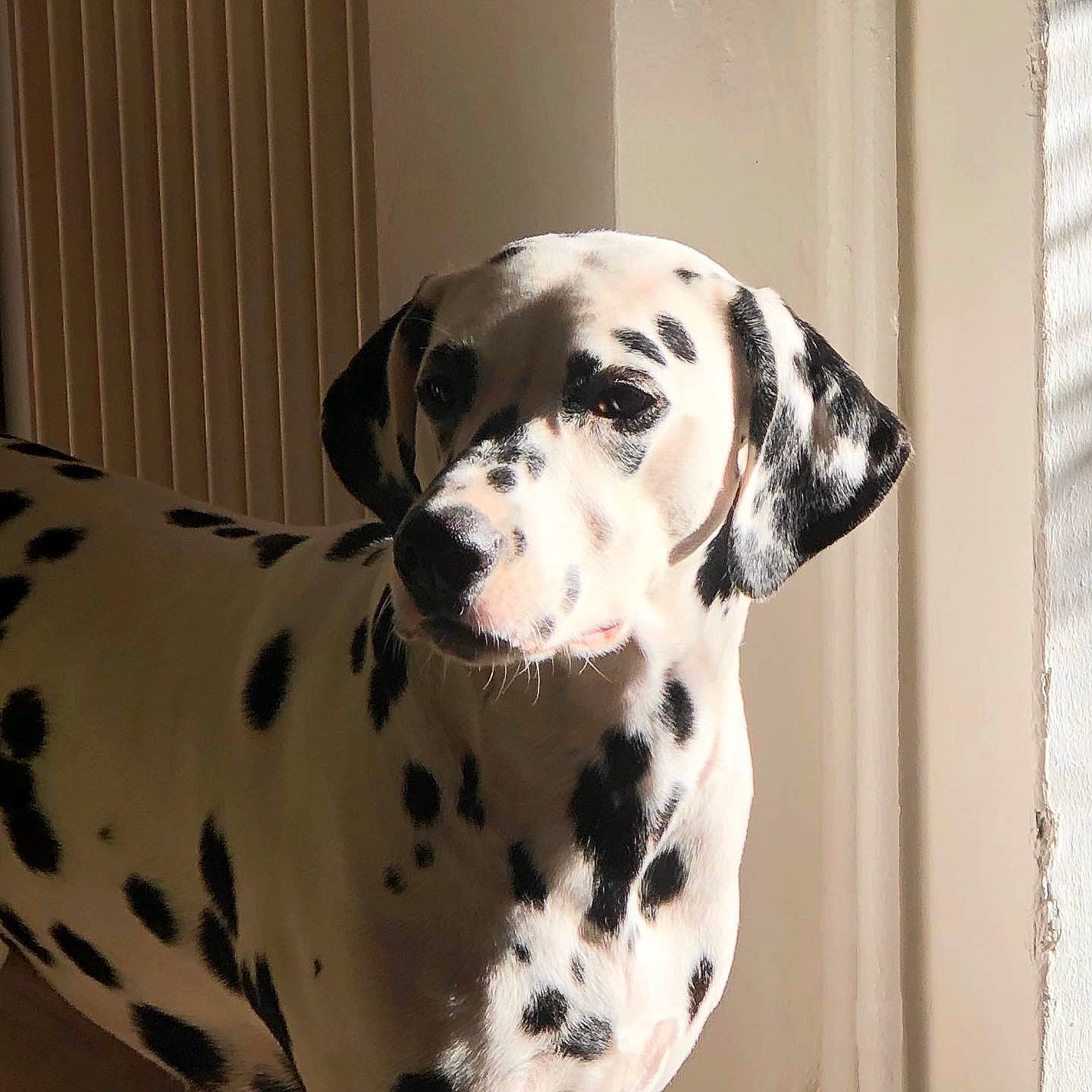 Pippa participe au concours pour gagner de l'argent avec cette photo : canidae, carnivore, companion_dog, dalmatian, dog, dog_breed, fawn, non_sporting_group, pet_supply, snout, sporting_group, terrestrial_animal, whiskers, working_animal