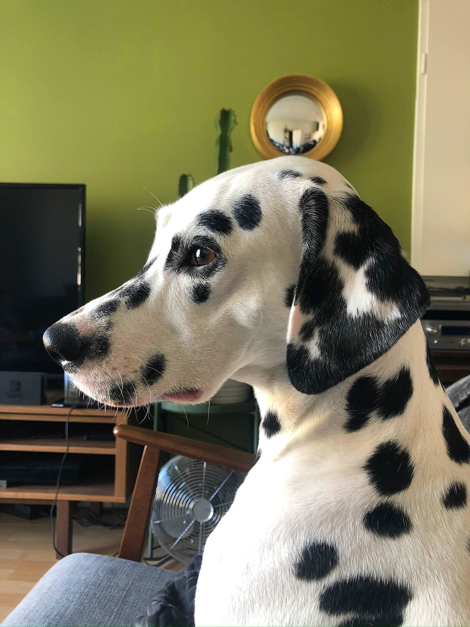 Pippa a rejoint le concours — aidez-le/la à gagner de superbes lots ! canidae, carnivore, chair, collar, companion_dog, dalmatian, dog, dog_breed, dog_collar, dog_supply, fawn, fur, pattern, snout, sporting_group, television, terrestrial_animal, whiskers, window, working_animal