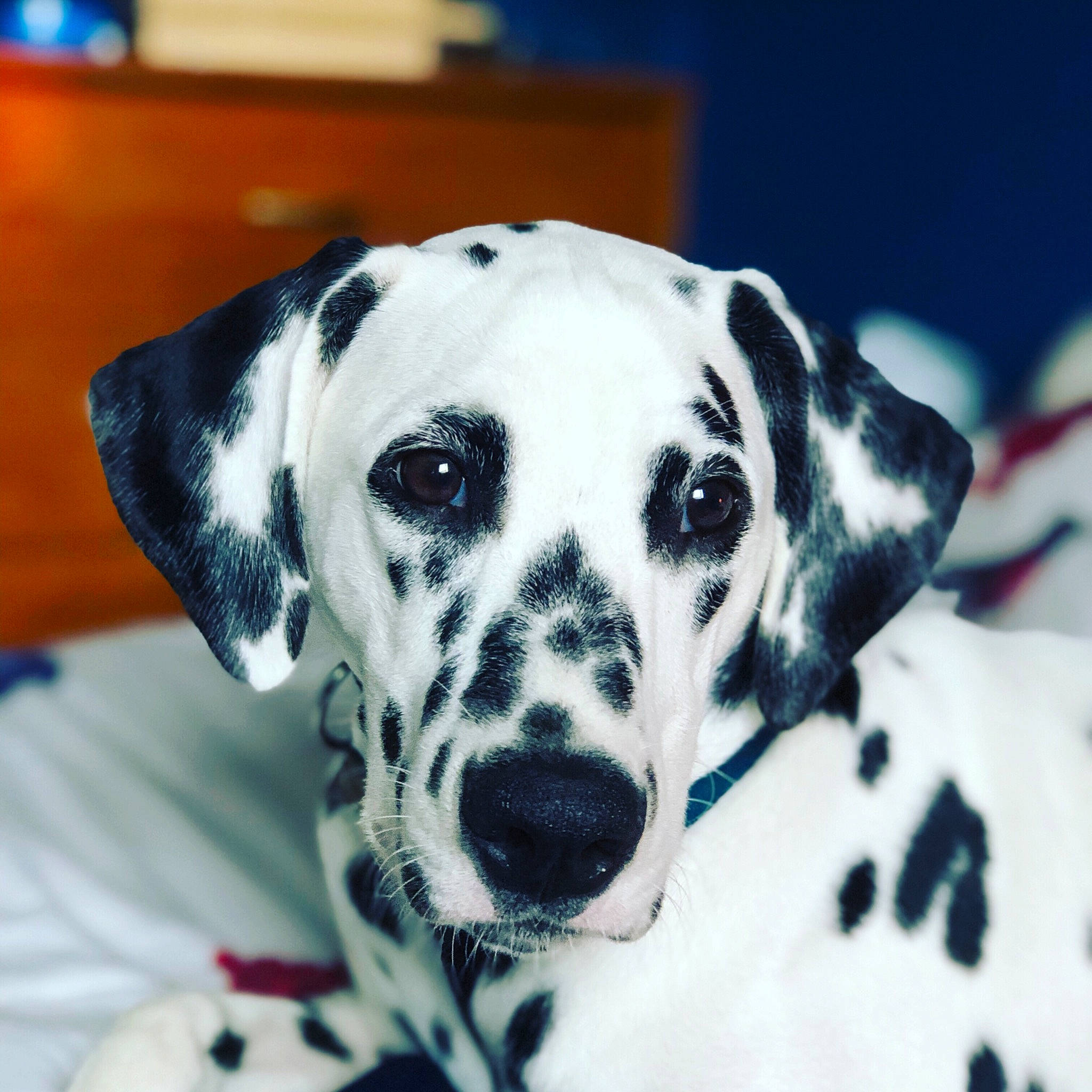 Pippa a rejoint le concours — aidez-le/la à gagner de superbes lots ! canidae, carnivore, collar, companion_dog, computer_keyboard, dalmatian, desk, dog, dog_breed, dog_collar, fawn, fur, monochrome_photography, non_sporting_group, pattern, snout, sporting_group, table, whiskers, working_animal