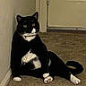 cat, cats, tuxedo_cat, black_and_white, feline, pet, indoor, hallway, carpet, sitting, lying_down, yellow_eyes, white_paws, white_chest, black_fur, relaxed, funny_pose, home, floor, portrait
