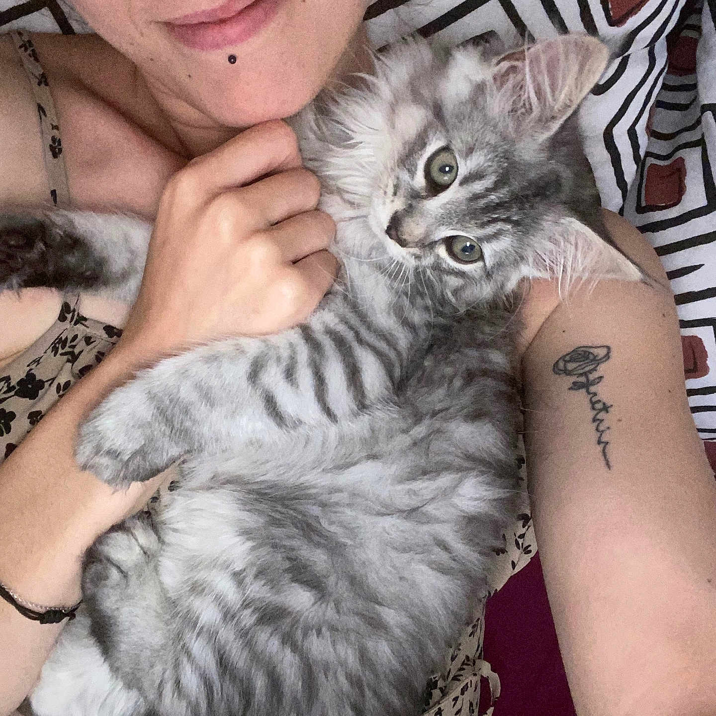 Aïko participe au concours pour gagner de l'argent avec cette photo : animal, bedspread, cat, closeup, cuddle, cute, face, fluffy, gray_tabby, hand, indoor, kitten, patterned_clothing, person, pet, relaxed, resting, smile, tattoo, young_adult