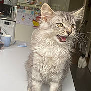 Aïko participe au concours pour gagner de l'argent avec cette photo : cat, kitten, gray_tabby, feline, table, kitchen, appliances, microwave, kettle, fridge, photos, notes, background_cat, black_and_white_cat, indoor, domestic, pet, fur, whiskers, mouth_open