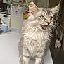 cat, kitten, gray_tabby, feline, table, kitchen, appliances, microwave, kettle, fridge, photos, notes, background_cat, black_and_white_cat, indoor, domestic, pet, fur, whiskers, mouth_open