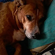 Sheba joined the competition — help win amazing prizes! dog, resting, brown_fur, pillow, indoor, bed, relaxed, pet, canine, sleepy, closeup, animal, fur, snout, ear, face, comfort, couch, home, quiet