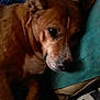 dog, resting, brown_fur, pillow, indoor, bed, relaxed, pet, canine, sleepy, closeup, animal, fur, snout, ear, face, comfort, couch, home, quiet