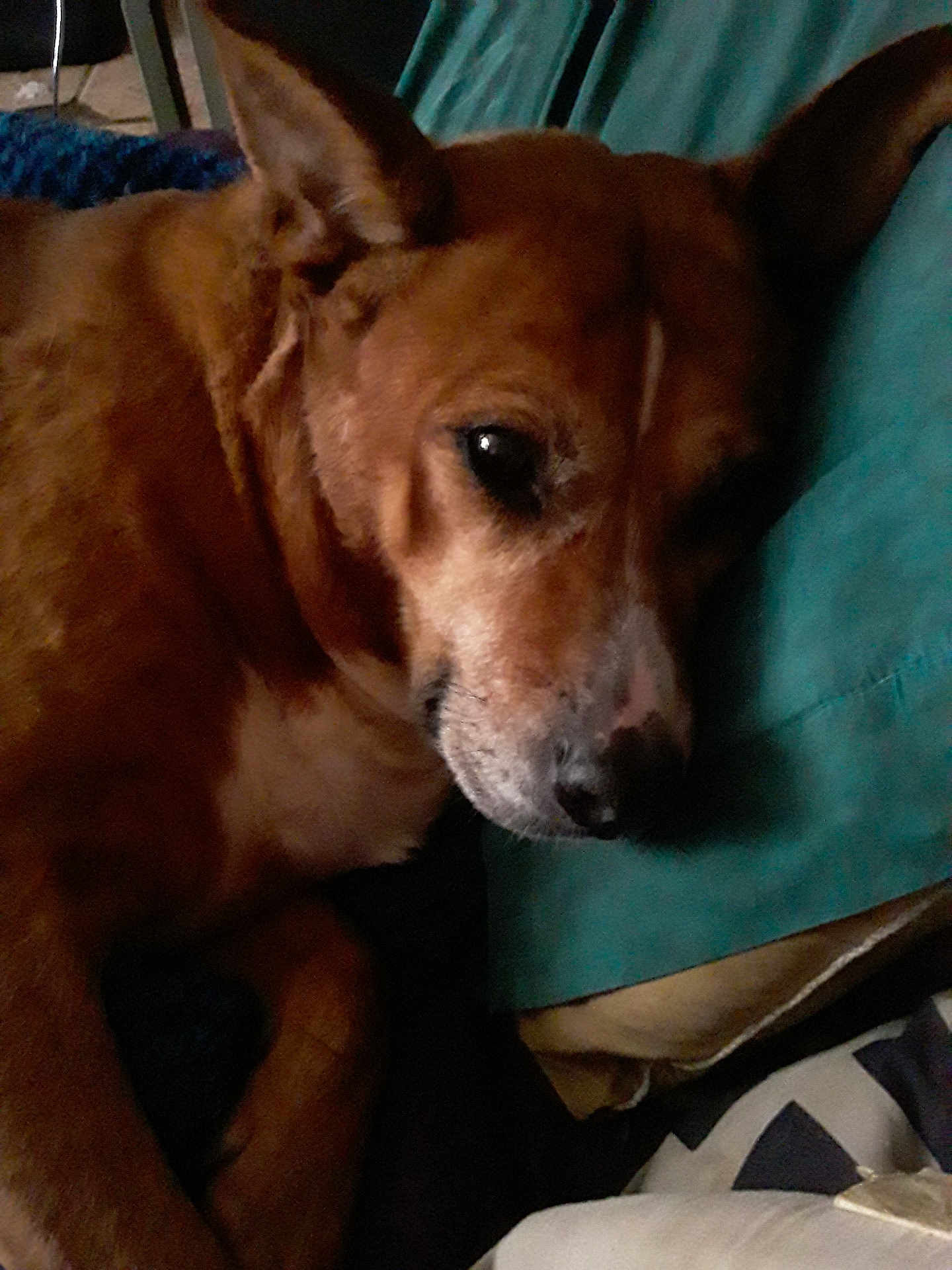 Sheba