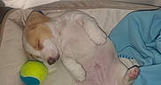 Buddy a rejoint le concours — aidez-le/la à gagner de superbes lots ! puppy, dog, sleeping, bed, blanket, tennis_ball, cozy, cute, pet, animal, fur, small, resting, indoors, white, brown, pink_paw, adorable, relaxed, soft