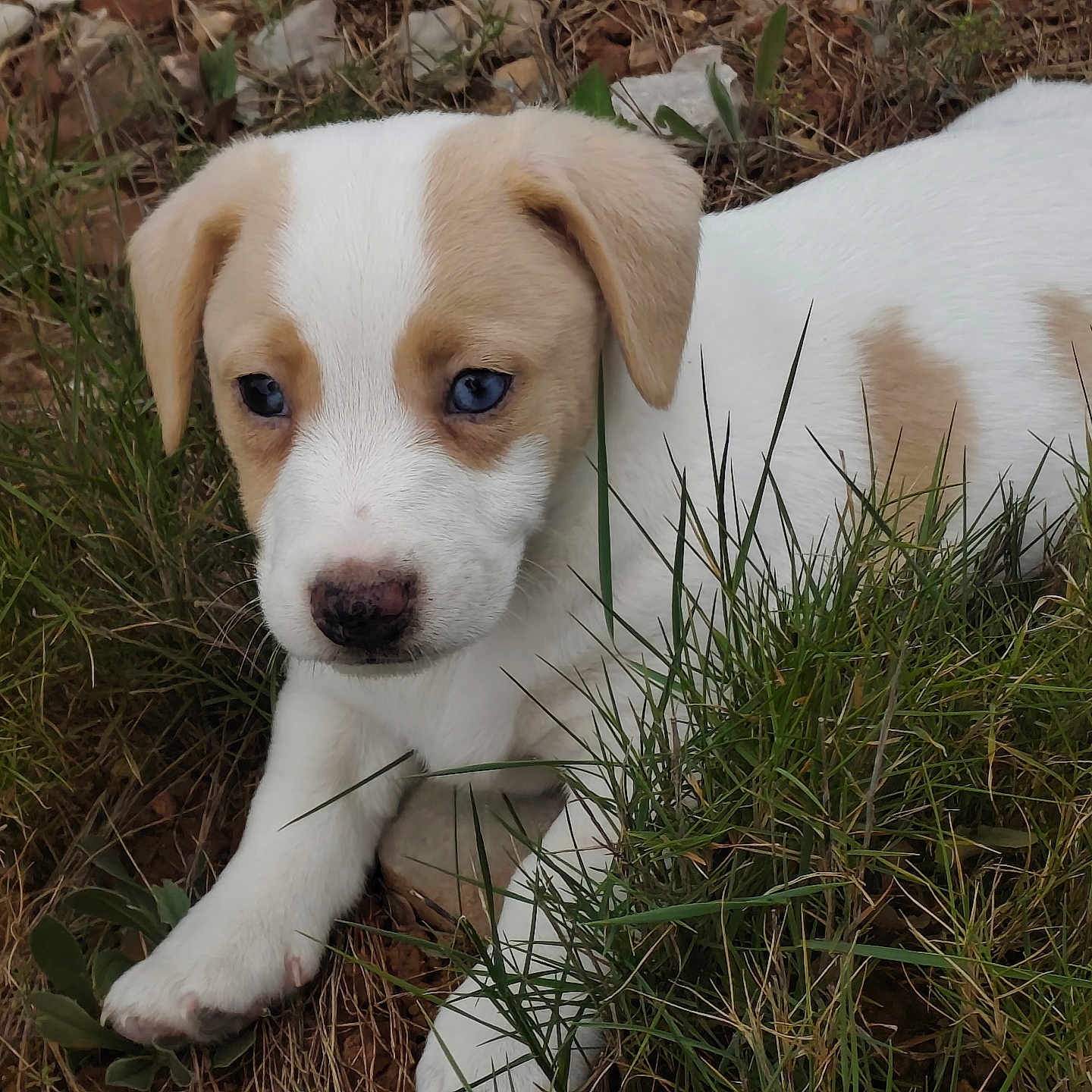 Buddy participe au concours pour gagner de l'argent avec cette photo : puppy, dog, grass, outdoor, young_animal, white_fur, tan_patches, blue_eyes, nature, cute, pet, animal, lying_down, close_up, adorable, canine, small_dog, fur, nose, ears