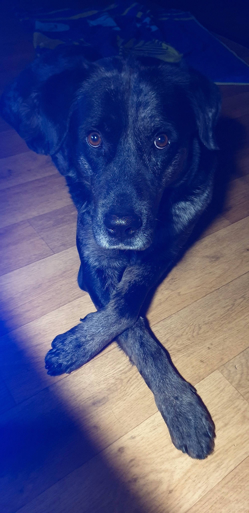 Khéops a rejoint le concours — aidez-le/la à gagner de superbes lots ! beagador, black, blue, borador, canidae, carnivore, cloud, dog, dog_breed, eye, labrador_retriever, nose, puppy, retriever, snout, sporting_group, street_dog, tail, wood