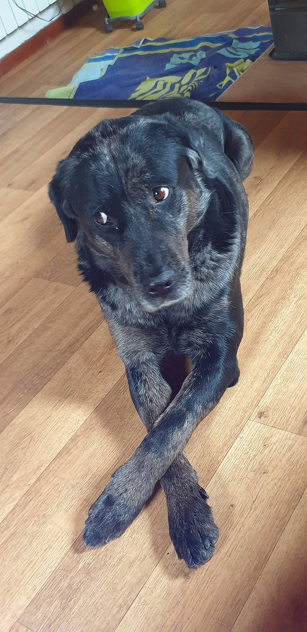 Khéops participe au concours pour gagner de l'argent avec cette photo : borador, canidae, carnivore, dog, dog_breed, fur, labrador_retriever, patterdale_terrier, puppy, retriever, snout, sporting_group, tail