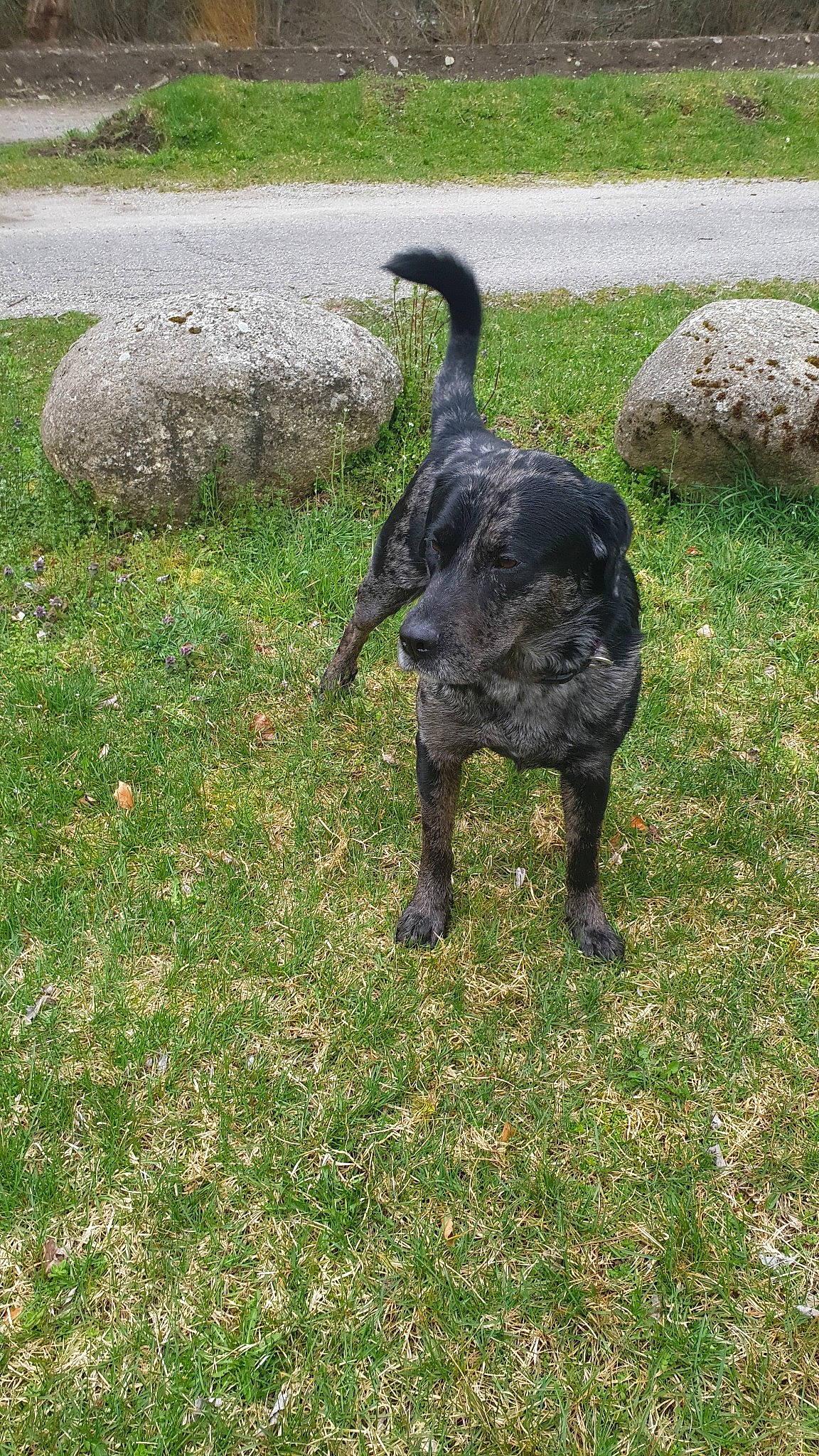 Khéops a rejoint le concours — aidez-le/la à gagner de superbes lots ! canidae, carnivore, dog, dog_breed, grass, lawn, plant, sporting_group, tail, vertebrate