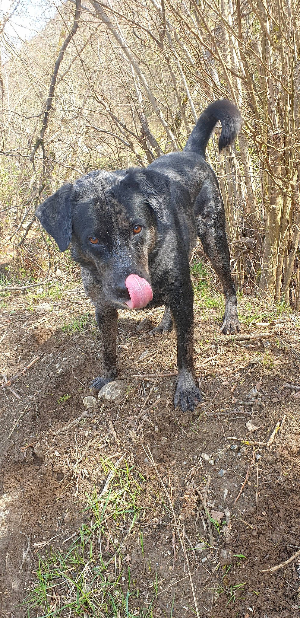 Khéops participe au concours pour gagner de l'argent avec cette photo : alaunt, borador, canidae, carnivore, catahoula_bulldog, dog, dog_breed, dogo_sardesco, hunting_dog, louisiana_catahoula_leopard_dog, mammal, mountain_cur, plott_hound, sporting_group, tail, vertebrate