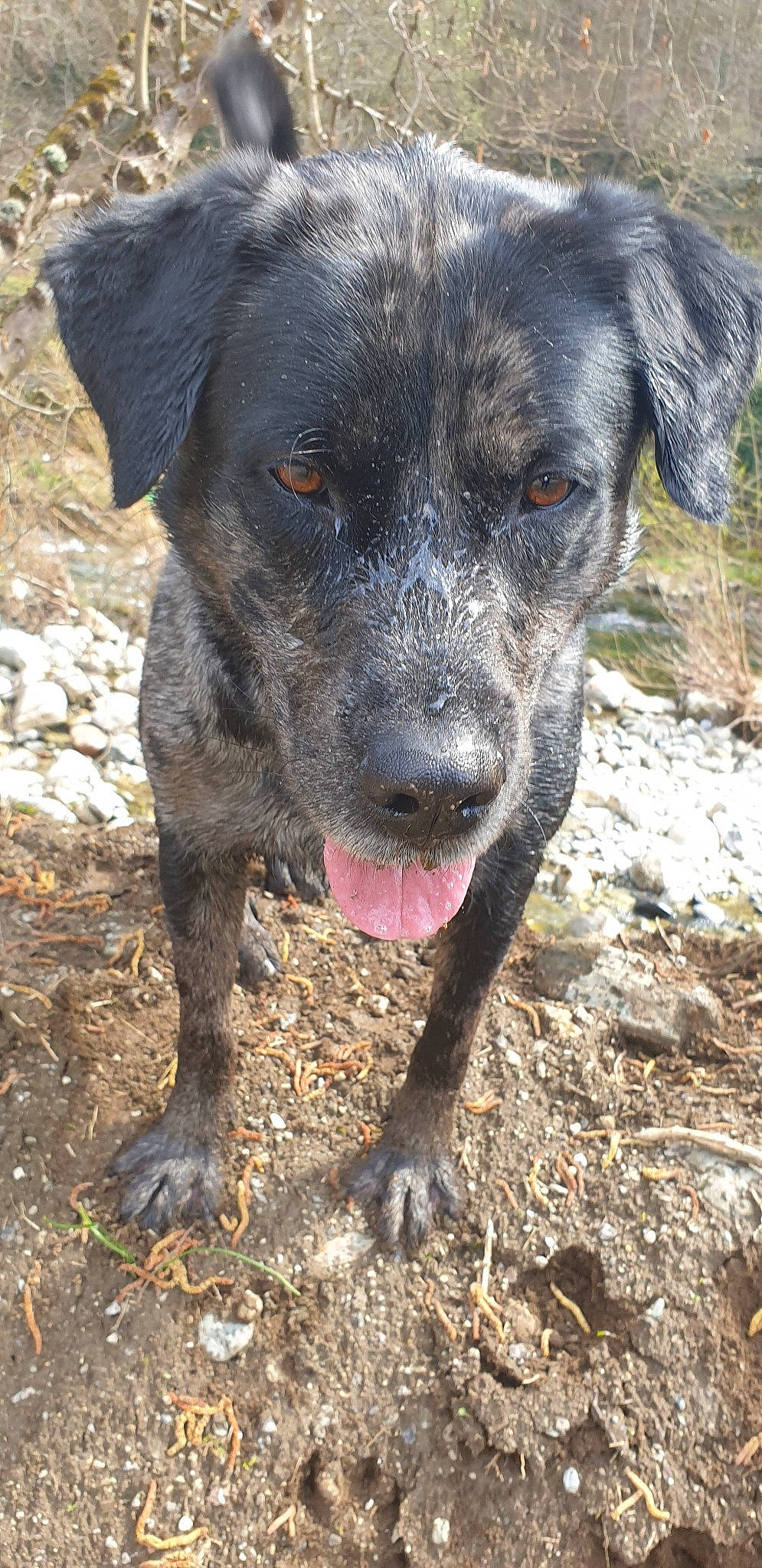 Khéops a rejoint le concours — aidez-le/la à gagner de superbes lots ! alaunt, canidae, carnivore, catahoula_bulldog, dog, dog_breed, dogo_sardesco, fawn, hunting_dog, louisiana_catahoula_leopard_dog, mammal, mountain_cur, patterdale_terrier, rare_breed_dog, snout, sporting_group, treeing_tennessee_brindle, vertebrate