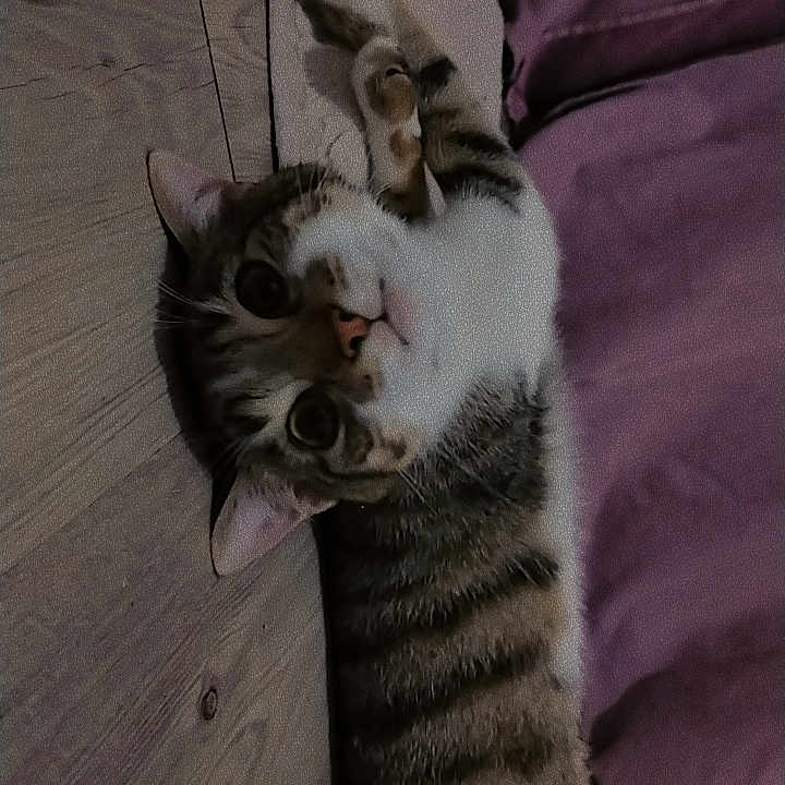 Pakko a rejoint le concours — aidez-le/la à gagner de superbes lots ! abyssinian, accessories, animal, armchair, bodypart, cat, chair, couch, furniture, hardwood, kitten, manx, mouth, person, pet, plywood, siamese, sleeping, strap, wood