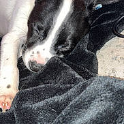Angel joined the competition — help win amazing prizes! puppy, dog, sleeping, black_and_white, blanket, denim, cozy, resting, paw, fur, cute, indoors, nap, closeup, soft, pet, animal, relaxing, young, fur_pattern