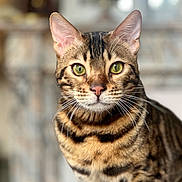 Zazou participe au concours pour gagner de l'argent avec cette photo : cat, bengal_cat, green_eyes, close_up, pet, feline, striped_fur, whiskers, alert, indoor, portrait, animal, cute, domestic_cat, fur, mammal, looking_at_camera, soft_background, focused, ears