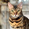 cat, bengal_cat, green_eyes, close_up, pet, feline, striped_fur, whiskers, alert, indoor, portrait, animal, cute, domestic_cat, fur, mammal, looking_at_camera, soft_background, focused, ears