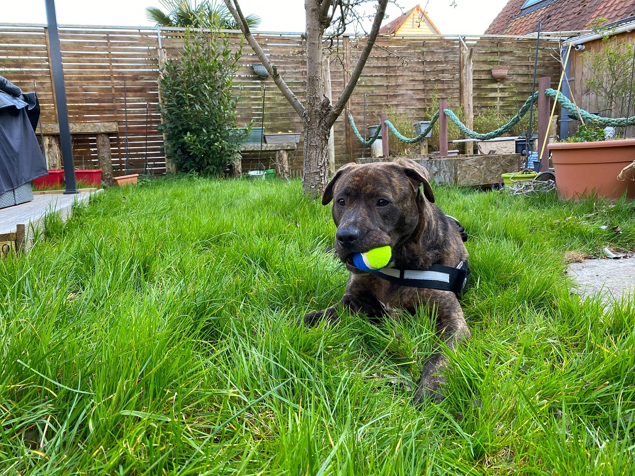 Taser participe au concours pour gagner de l'argent avec cette photo : carnivore, collar, companion_dog, dog, dog_breed, dog_collar, flowerpot, grass, groundcover, guard_dog, gun_dog, plant, retriever, shrub, sky, snout, sporting_group, terrestrial_animal, tree, working_animal