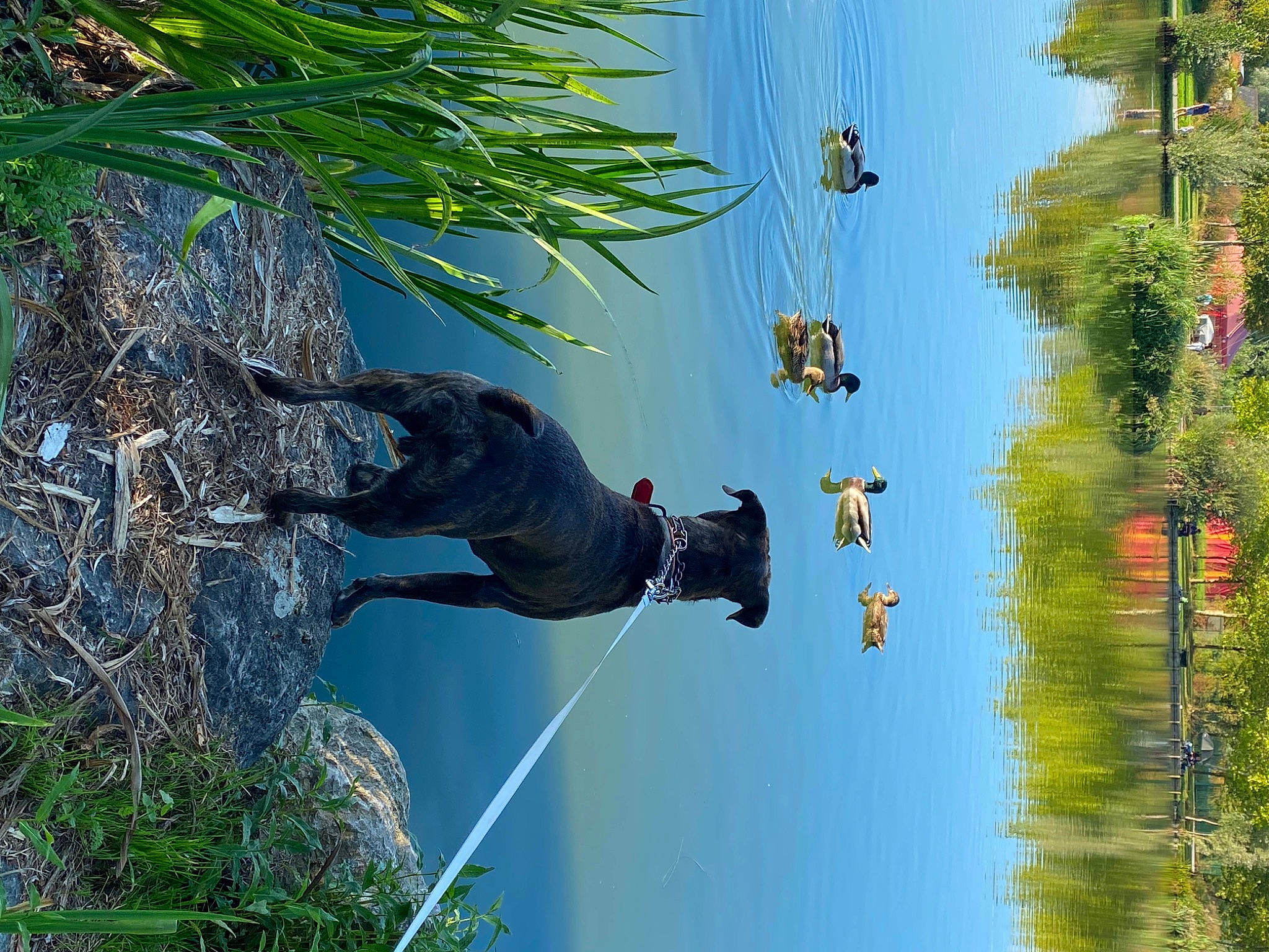 Taser participe au concours pour gagner de l'argent avec cette photo : arecales, azure, biome, bird, botany, branch, daytime, grass, lake, leaf, nature, organism, plant, sky, terrestrial_plant, tree, vegetation, vertebrate, water, woody_plant