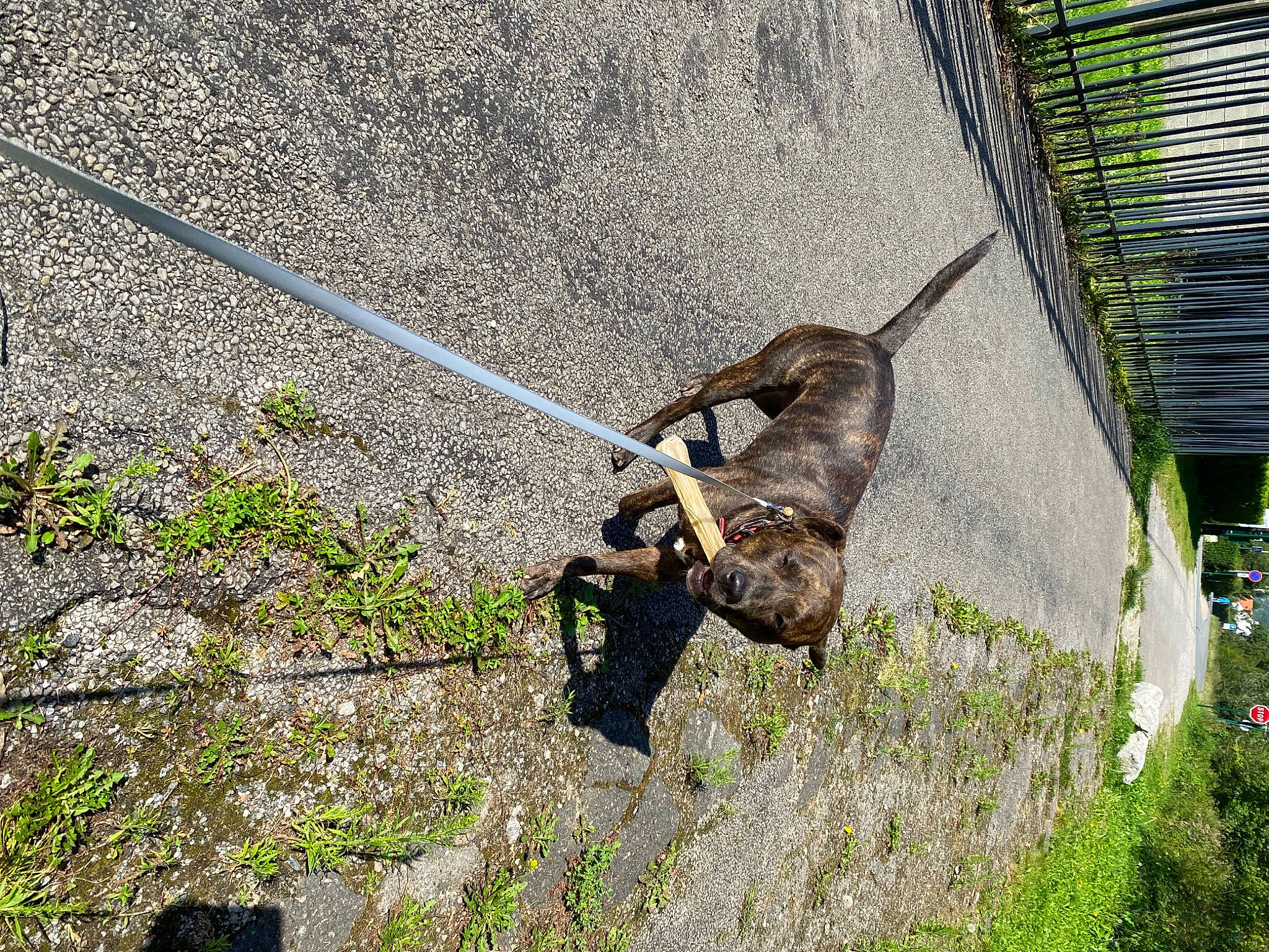 Taser a rejoint le concours — aidez-le/la à gagner de superbes lots ! canidae, climbing_harness, dog_breed, grass, leash, mesh, plant, recreation, rock_climbing_equipment, rope, slope, soil, sporting_group, tail, terrestrial_animal, wildlife, wire, working_animal