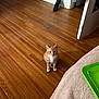 Nala is registered to the contest to win money with this photo: abyssinian, animal, architecture, canine, cat, cleaning, device, dog, hardwood, indoors, interiordesign, kitten, manx, person, pet, plywood, puppy, stainedwood, wood, woodpanels