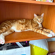 Nala is registered to the contest to win money with this photo: bags, beach_ball, cat, clutter, face, feline, ginger_cat, home, indoor, looking, orange, paws, pet, relaxed, resting, sitting, striped, tabby, white_paws, wooden_shelf