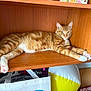 bags, beach_ball, cat, clutter, face, feline, ginger_cat, home, indoor, looking, orange, paws, pet, relaxed, resting, sitting, striped, tabby, white_paws, wooden_shelf