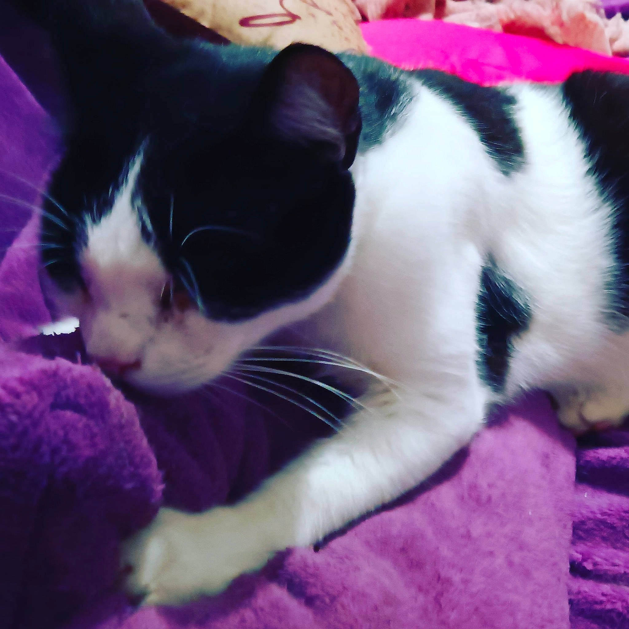 Micha participe au concours pour gagner de l'argent avec cette photo : carnivore, cat, claw, close_up, comfort, domestic_short_haired_cat, felidae, foot, fur, grass, lap, magenta, nap, paw, plant, small_to_medium_sized_cats, snout, tail, vertebrate, whiskers