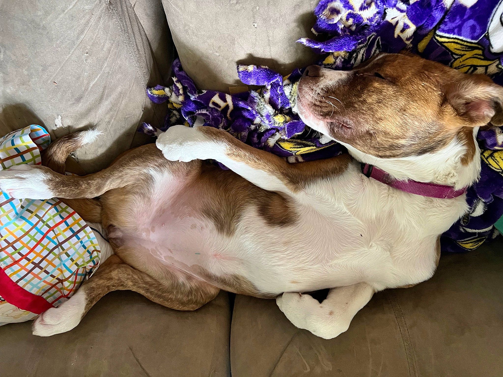 Sky is registered to the contest to win money with this photo: blue, carnivore, collar, comfort, companion_dog, dog, dog_breed, dog_collar, dog_supply, fawn, flower, hat, leash, pet_supply, plant, purple, snout, sporting_group, whiskers, working_animal